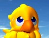 chocobo 的头像